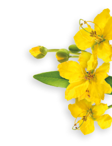 Senna herb
